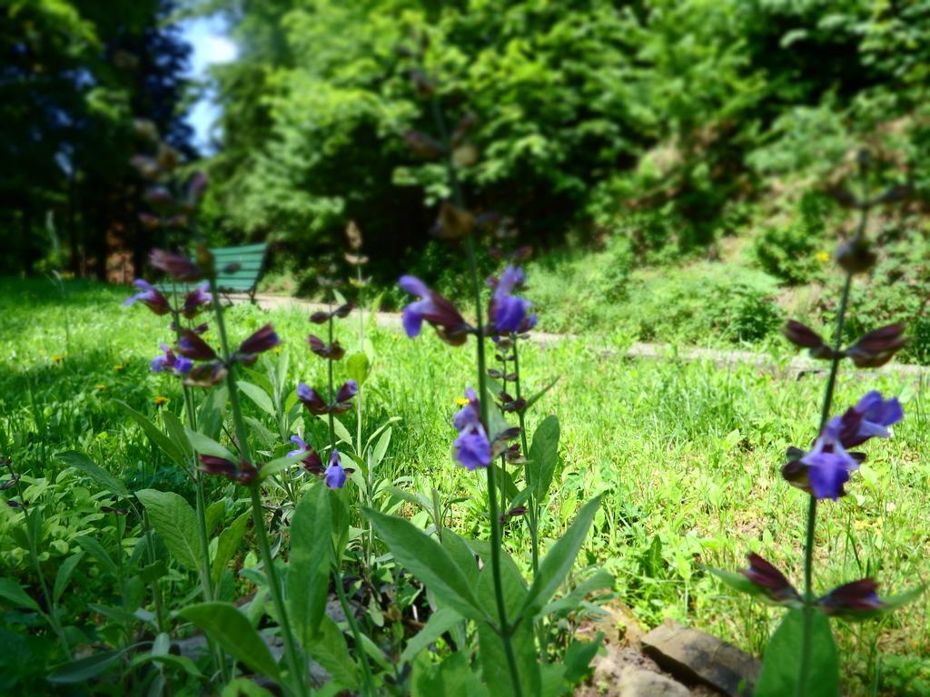 Lesny Ogrod Villa Lanckorona Buitenkant foto